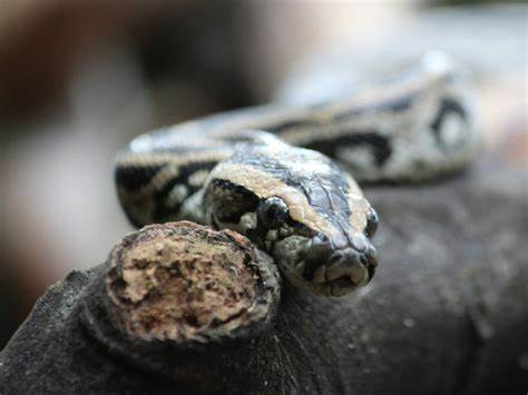 Python 3.14 slithers closer with RC1 arrival