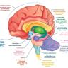 Inter-brain neural dynamics in biological and artificial intelligence systems