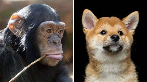 Monkey eats dog, ApeCoin shines on Dogecoin's big day - Forkast News