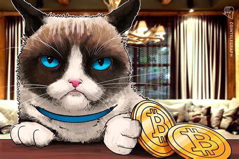 Bitty Kitty: Cat spoils Bitcoin node during price crash with ‘dirty protest’ - Cointelegraph