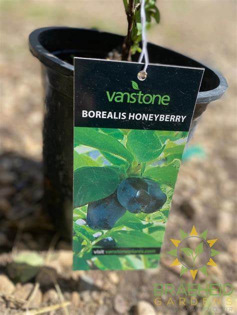 Borealis Haskap Berry - Prairie Gardens