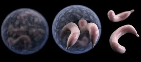 Cryptosporidium, a Common Swimming Pool Parasite, Can Survive Chlorine - Inverse