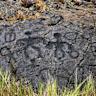 Early Hawaiian petroglyphs on a beach are visible again