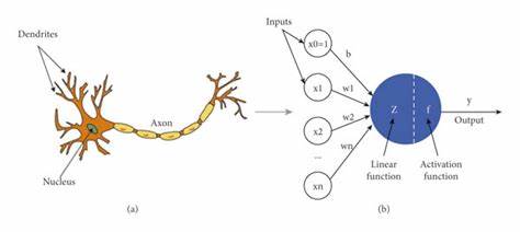 Learning the Simplest AI Unit: A Neuron