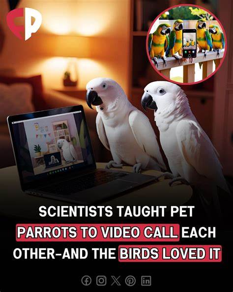 Scientists pioneer 'animal internet': dog phones and touch screens for parrots