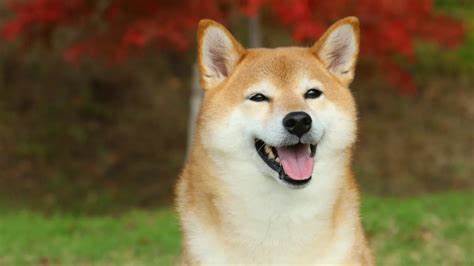 SEC Acknowledges Grayscale’s Dogecoin ETF Filing, Review Clock Yet to Start - Decrypt