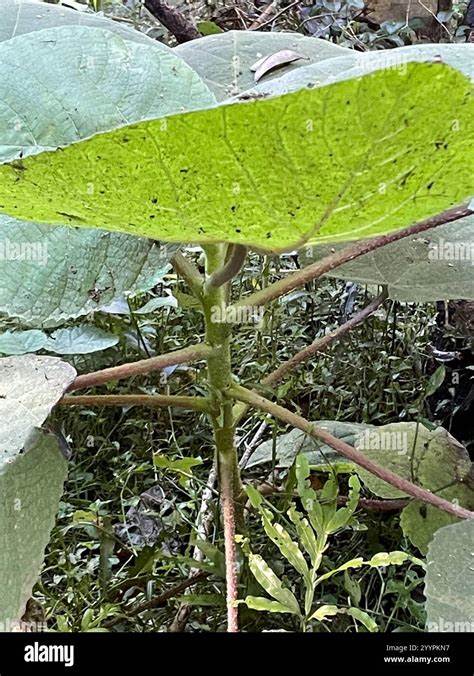 Stinging Tree