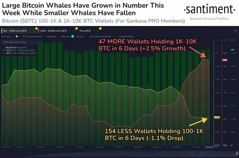 Largest Bitcoin Wallets Holding at Least 100 BTC Fell in One Month, Says Analytics Firm – Here’s What It Means