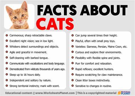 Cat Facts Cause Context Confusion