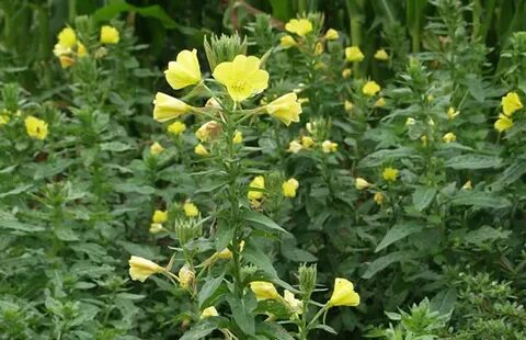 Oenothera biennis – Gewöhnliche Nachtkerze - PflanzenReich