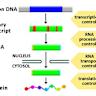 Metabolic engineering of Yarrowia lipolytica through gene expression tuning