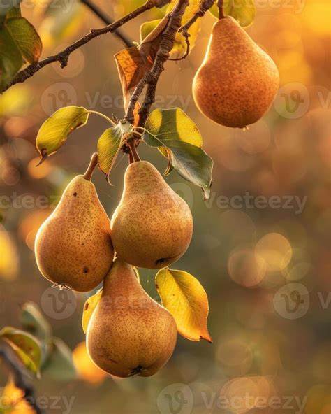 Show HN: Pear, a utility for peeking into file archives