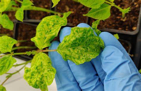 Plant virus from black-eyed peas trains immune system to fight cancer