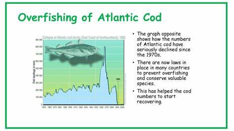 Overfishing has caused cod to halve in body size since 1990s