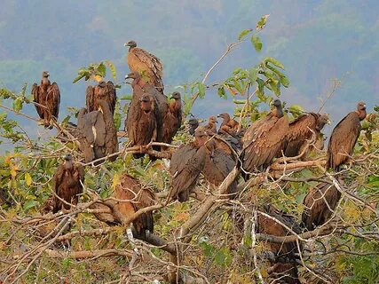 Indian Vulture Crisis