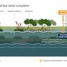 Protecting & Restoring Blue Carbon Ecosystems - UNEP