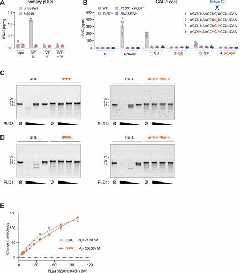 Pseudouridine RNA avoids immune detection