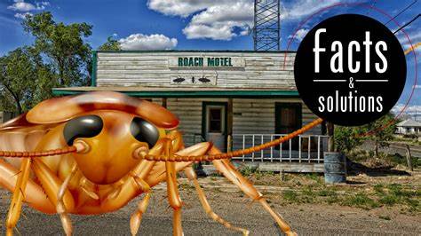 Silicon Valley's Roach Motels