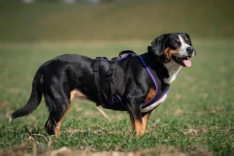 Grossenbacher Massgeschirre für Hunde – Perfekte Passform & Komfort