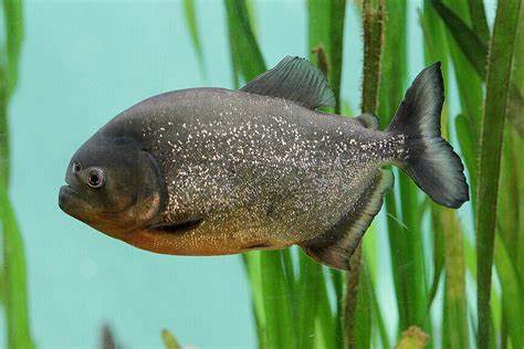 PiranHAs haben ausreichend Potenzial