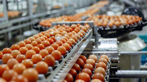 Egg Producer Tops Buy Point Just Days Ahead Of Earnings