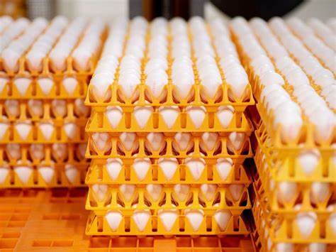 Cal-Maine Foods Results Climb as Squeezed Egg Supply Drives Prices