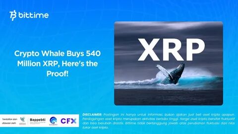 Crypto Whales Are Watching These 3 Altcoins – Should You Buy In Too Before the Charts Reset - StreetInsider.com
