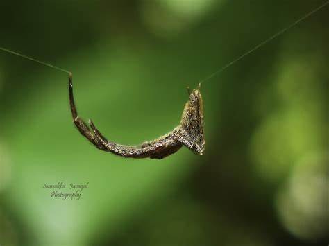 Dead leaf isn't quite a leaf, but a leaf-mimicking spider, discovered 2015
