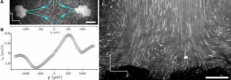 Driven flows enable exponential growth in macroscopic multicellular yeast