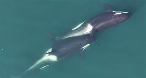 Killer whales using tools to exfoliate each other's skin, new study shows