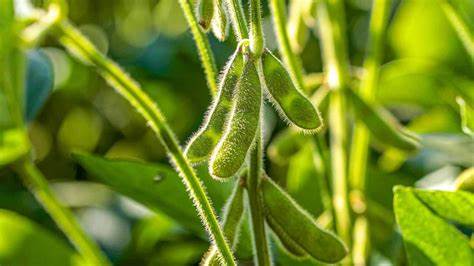Soybeans Extend Higher on Tuesday