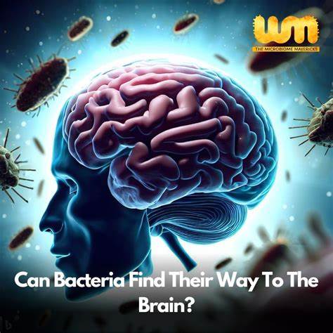 My Brain Periodises History