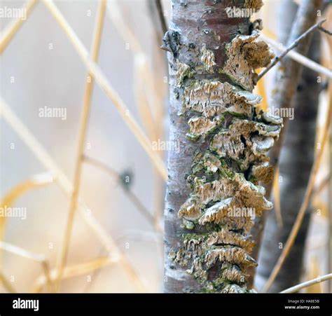 Fungi found on dying buckthorn could control the highly invasive species