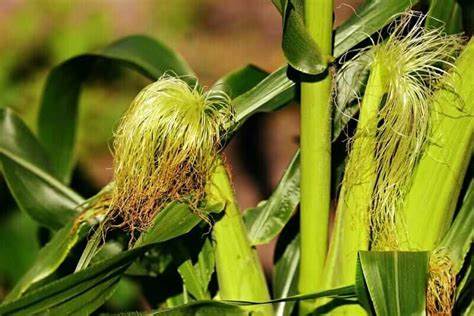 Corn Collapsing Out of the Holiday
