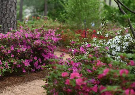 WRAL Azalea Gardens - WRAL News