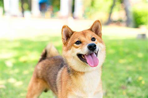 Shibarium Eyes Abnormal 540% Increase in Shiba Inu Token Gas Fees - U.Today