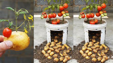 Surprise in the plant family: The potato is the daughter of the tomato