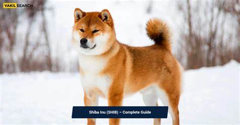 Cryptocurrency Insights: Shiba Inu, Bitcoin Cash, and BlockDAG Advances - Crypto Reporter