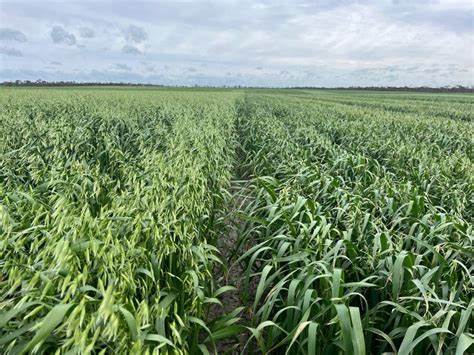 Cutting the fat: Oat oil breakthrough paves way for industry growth