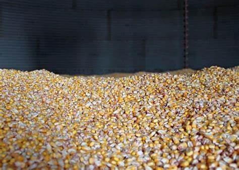 Corn Outlook for the Next 5, 30 and 90 Days