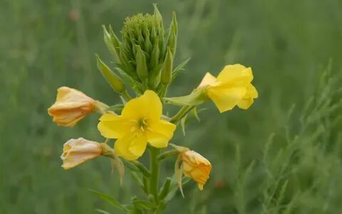 Oenothera biennis - Gemeine Nachtkerze, Schinkenwurzel