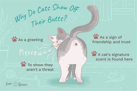 The cat butt study Hegseth was rambling about