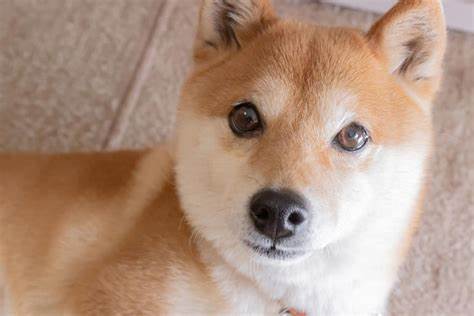 Meme Cryptocurrency Shiba Inu Is Down 85%. Should You Buy the Dip, or 