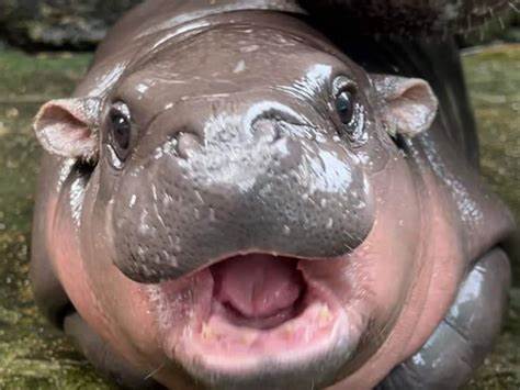 Der Star auf Social Media: Baby-Hippo geht viral! "Moo Deng" ist super süß und verzaubert das Internet