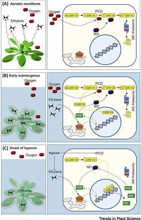 Oxygen and ethylene diffusion triggers wound healing in plants