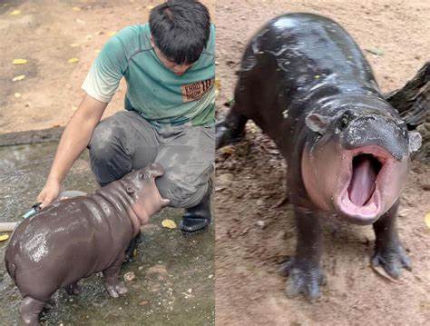 MOODENG Spikes on Pygmy Hippo’s Birthday, Upbit Listing