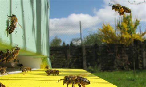 bienenfreund – Imkerverein Husum Eiderstedt