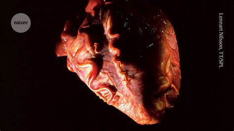 Heart from organ donor restarted outside the body – offers new source of organs