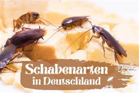 Schabenarten in Deutschland: 7 Kakerlakenarten - Gartenrat.de