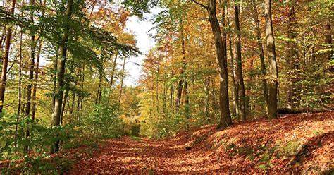 Altweibersommer findet bitteres Ende in Bayern – Experte nennt Datum für neuen Starkregen